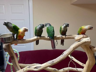 Several Different Kinds of Conures are Available - Request for Quote