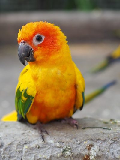 Conure
